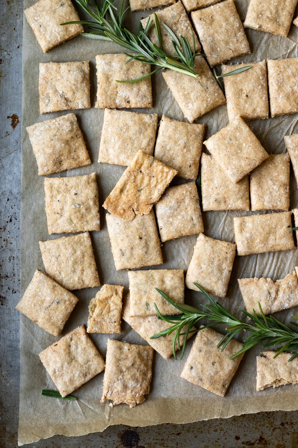 Square homemade wheat crackers on a baking sheet with a sprig of rosemary.